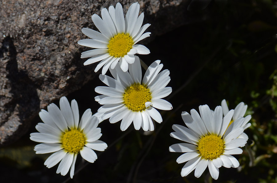 Leucanthemopsis alpina / Margherita alpina